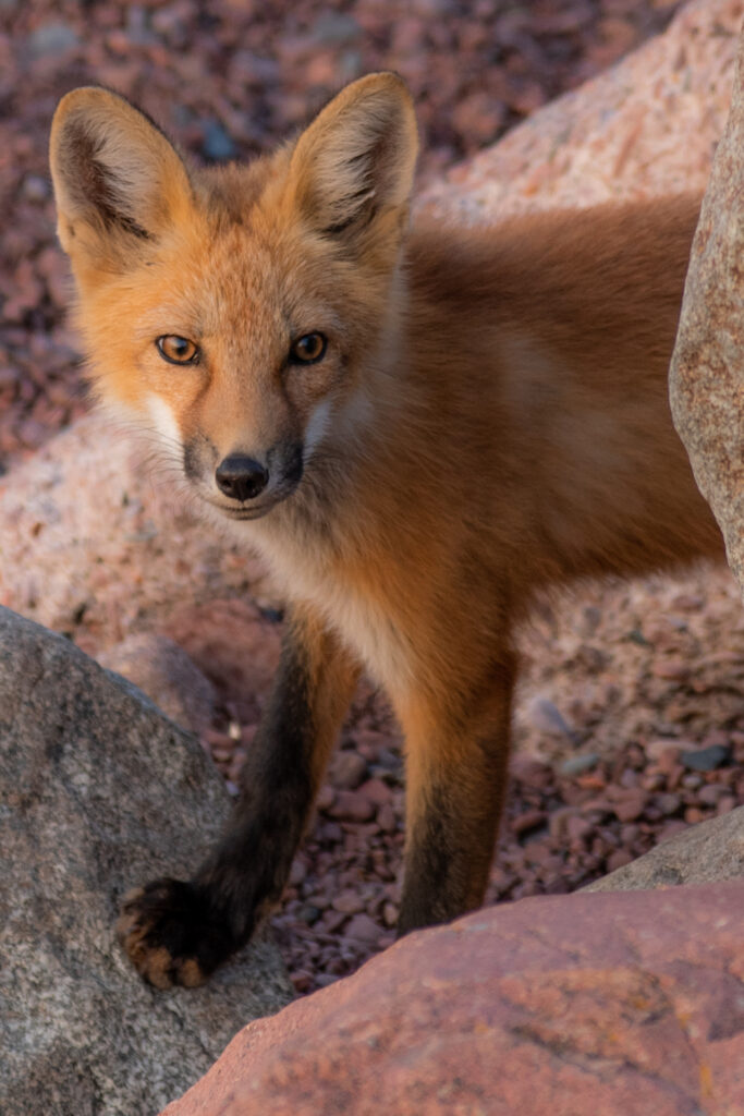 A fox looks into the camera on a rocky beach