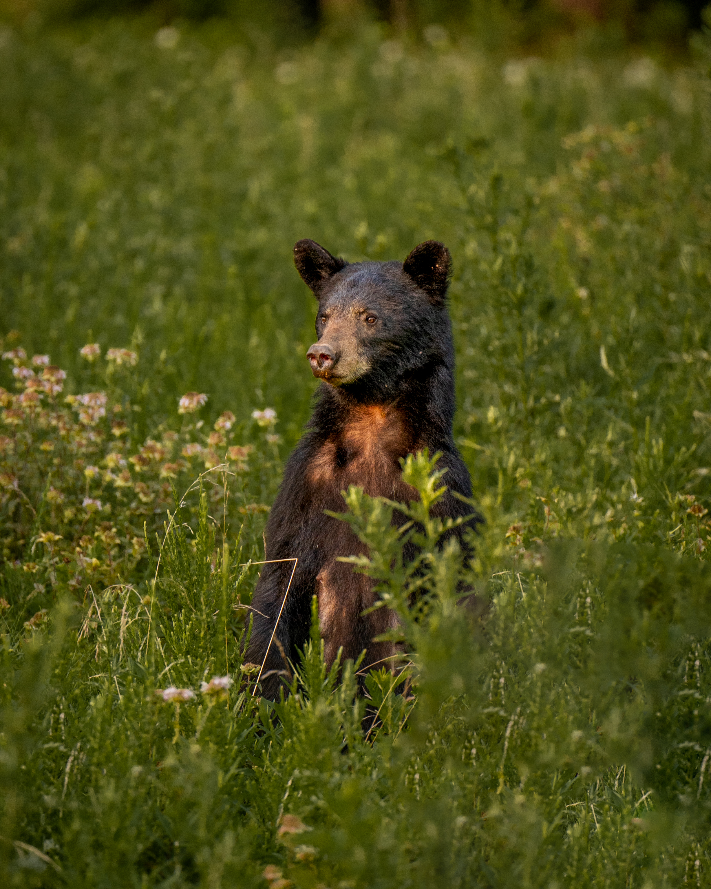 A black bear stands on its hind legs, looking over the surrounding grass.
