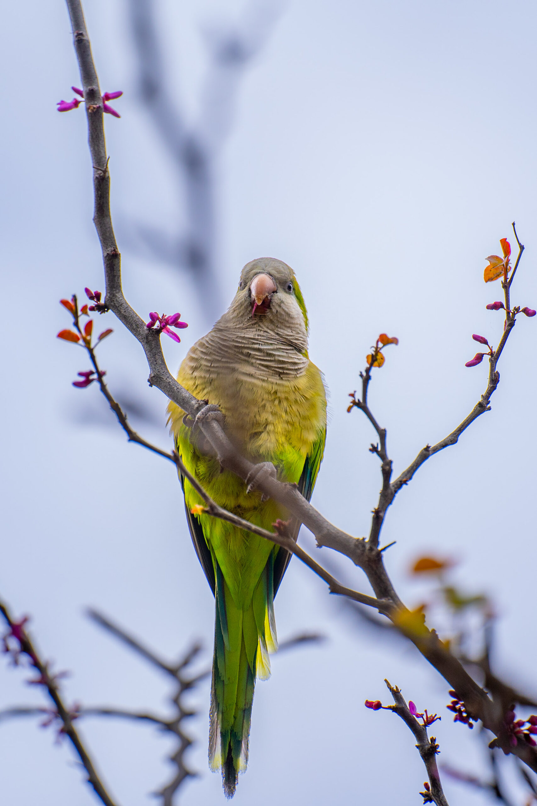 A parakeet perches on a tree branch.